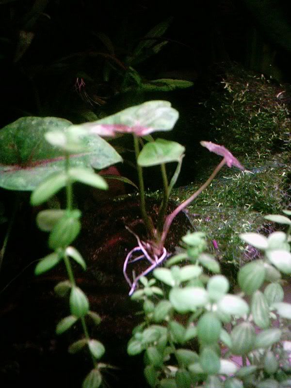root1.jpg