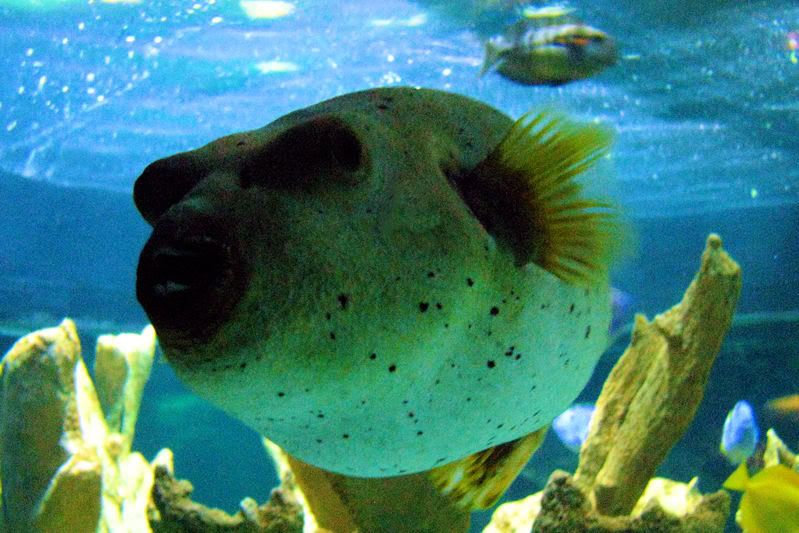 saltwater21.jpg
