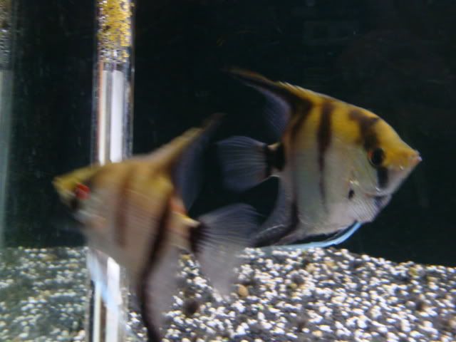 DSC00216.jpg