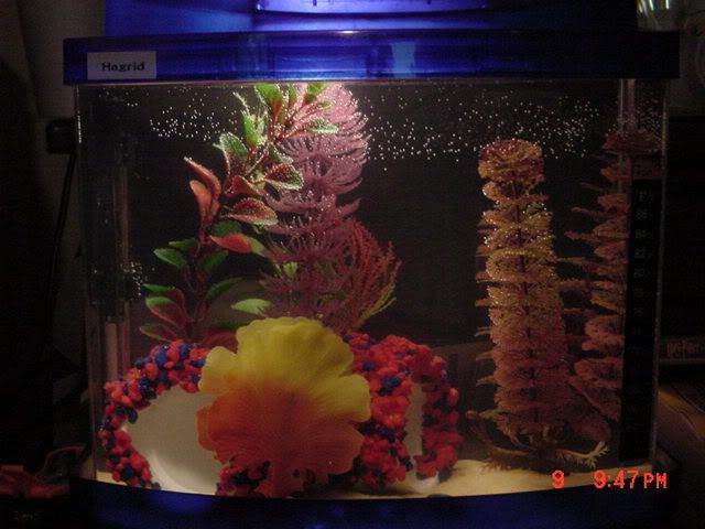 DSC00152.jpg