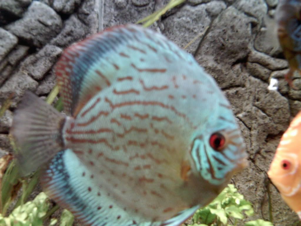 fish057.jpg