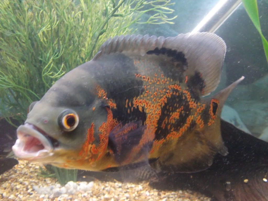 DSCF2147.jpg