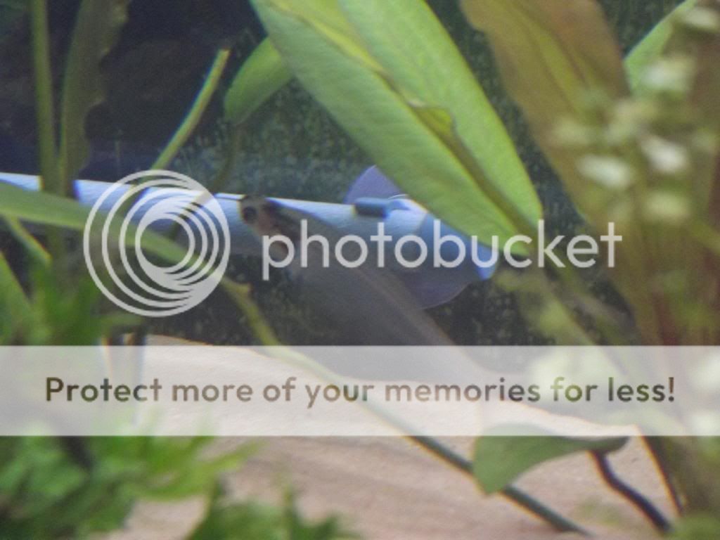 Glasscatfish1_zps912a195f.jpg