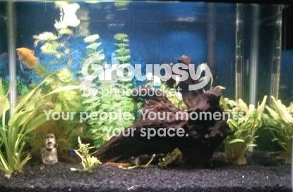 fishtank.jpg