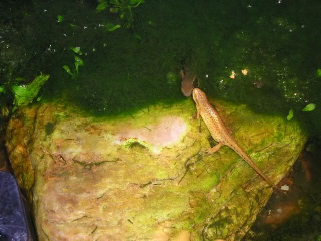 newpicsoldfish044.jpg