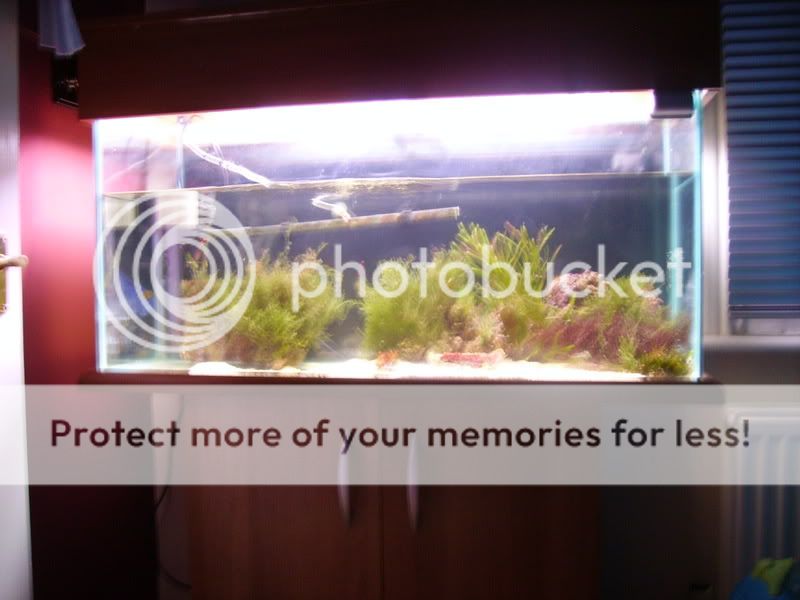 newtank015.jpg
