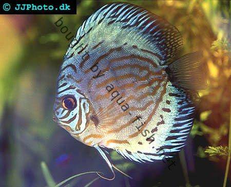 discus-fish-blue-turquoise.jpg