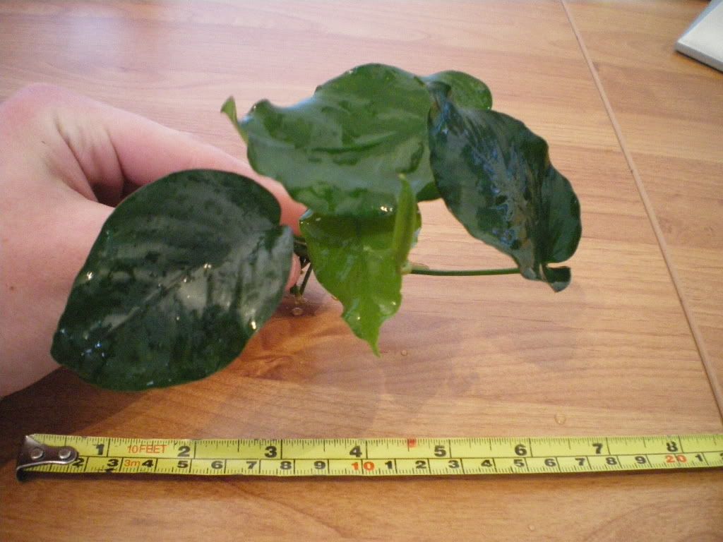 IMGP1642.jpg