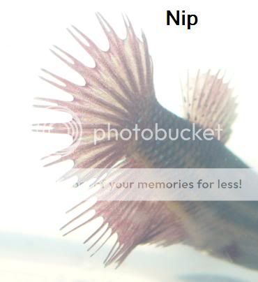 nip4.jpg