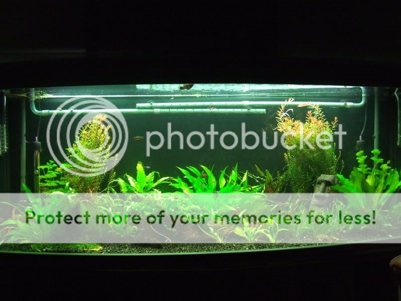 2008_0505fish0185.jpg