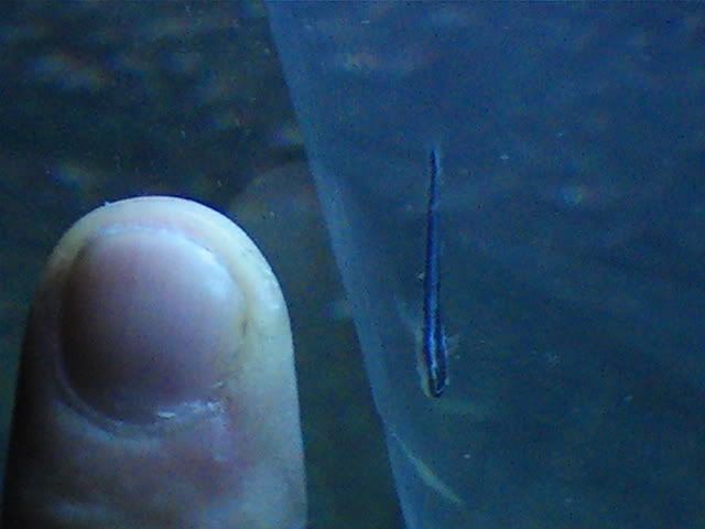 FingervsGoby.jpg