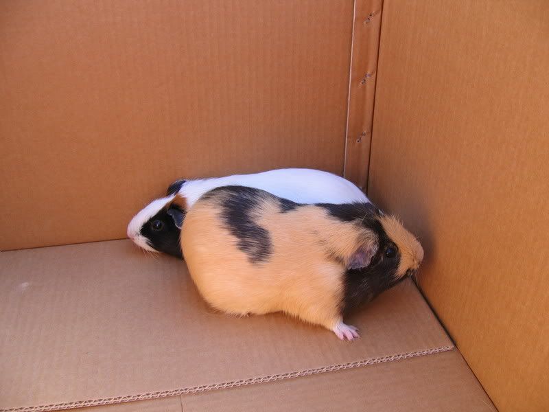 piggys001.jpg