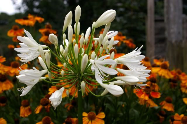 IMGP7542.jpg