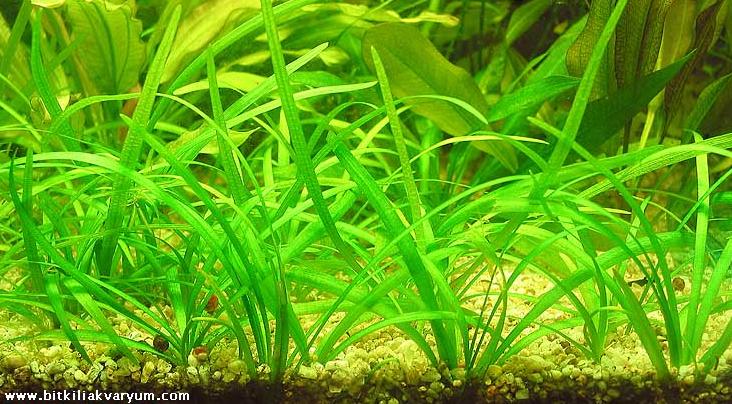Sagittaria_subulata.jpg