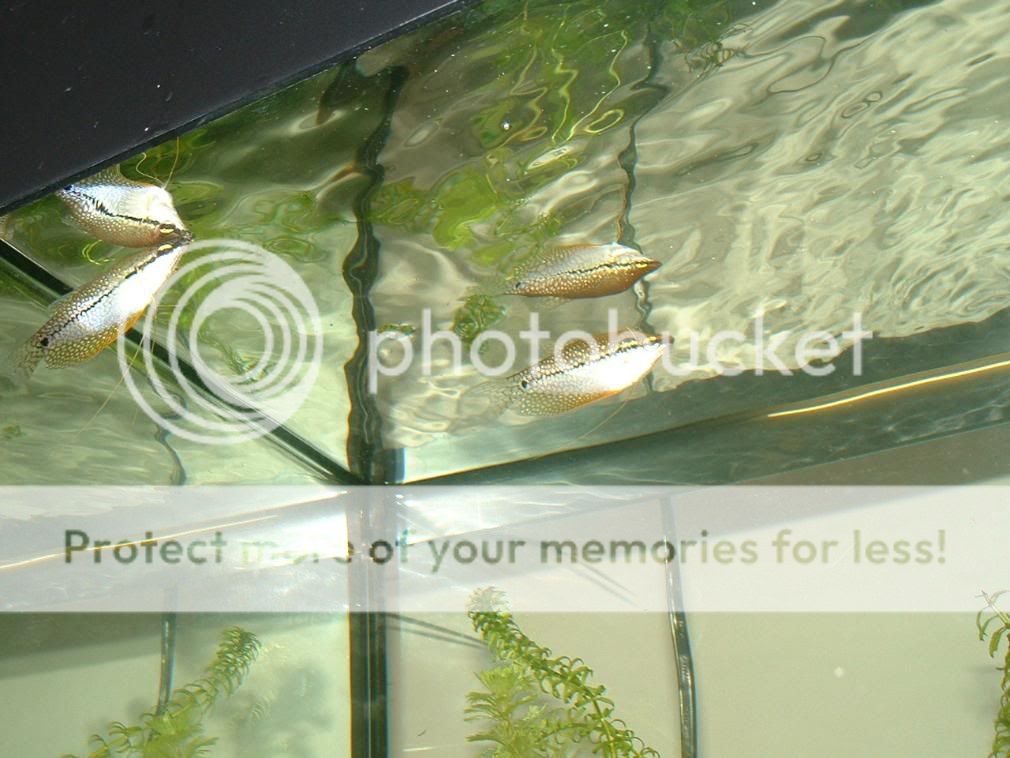 DSCF0003.jpg