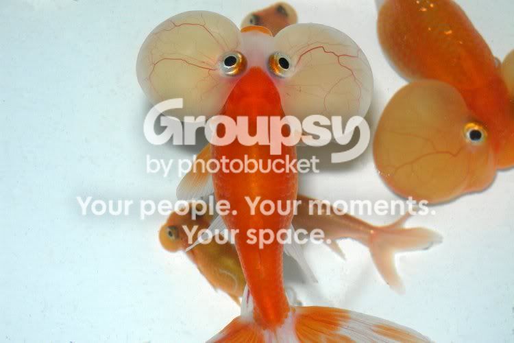 fish.jpg