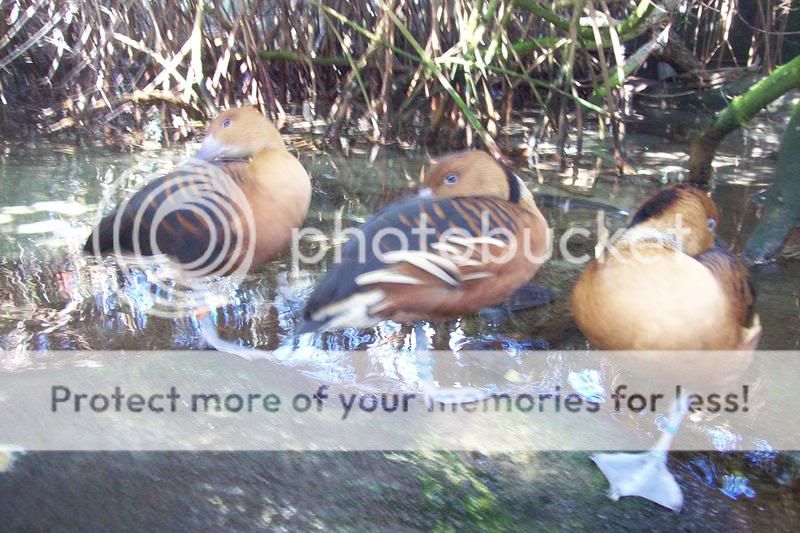 FloridaAquarium017.jpg