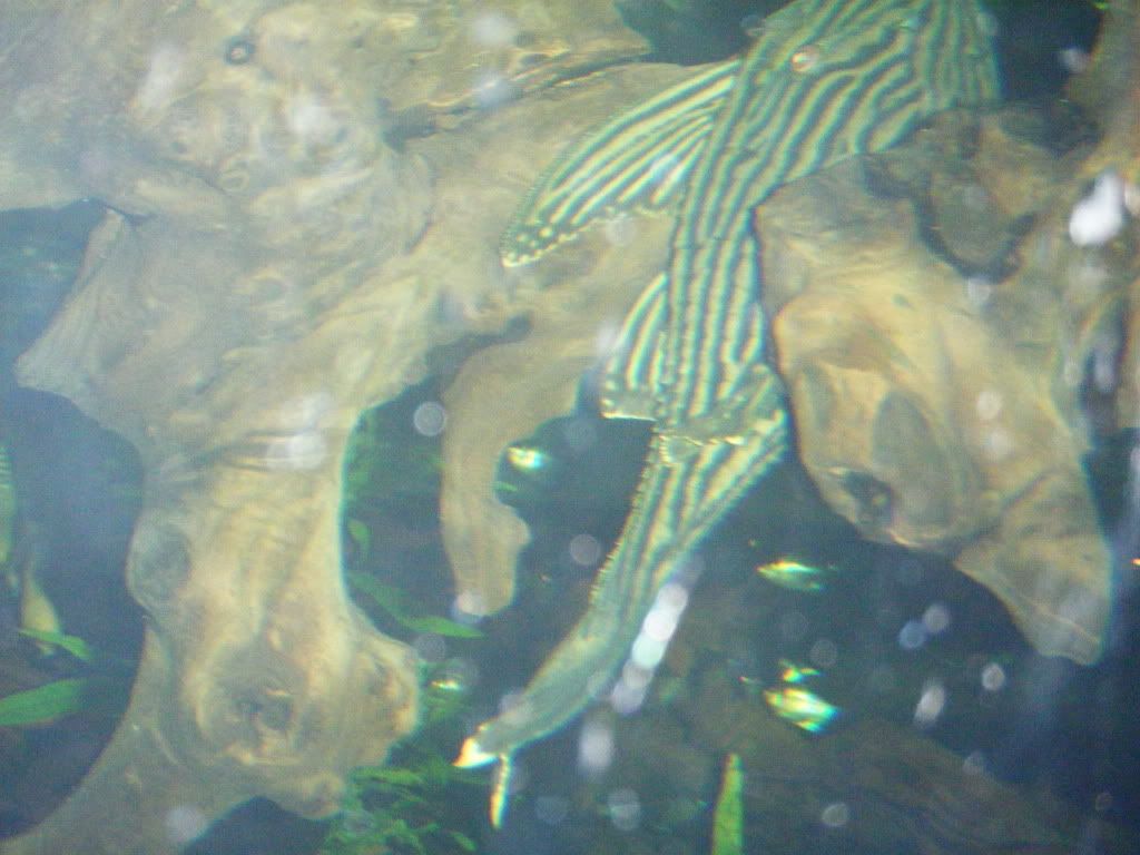RoyalPleco.jpg