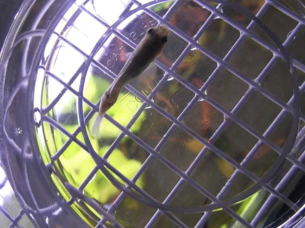 FemaleFlagfishInjury3_zpsd420a20f.jpg