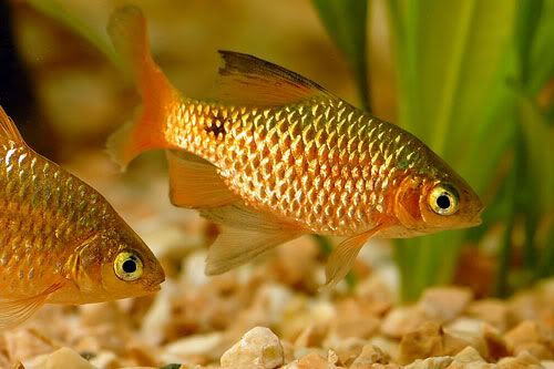 rosy-barb-large.jpg