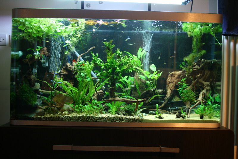 newfishtank029.jpg