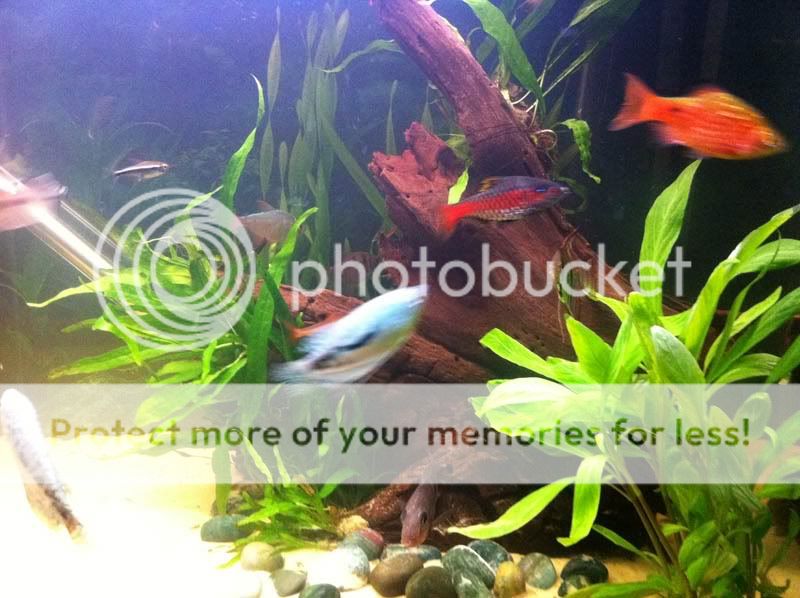 fishsite6.jpg