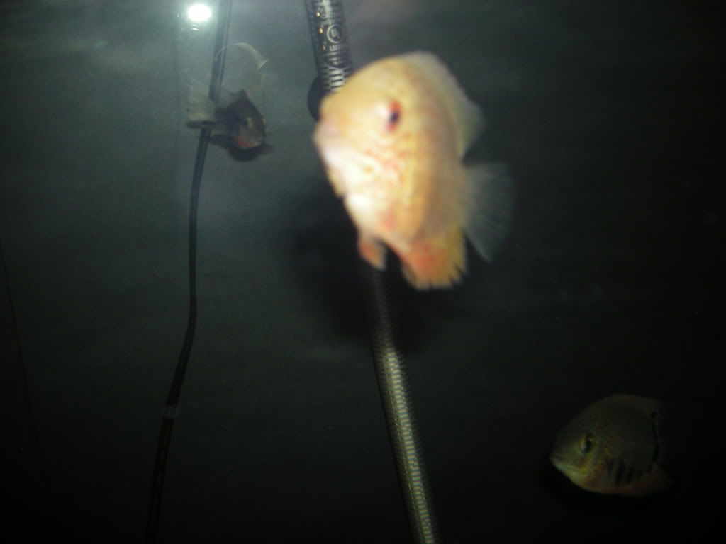 DSCN0558.jpg