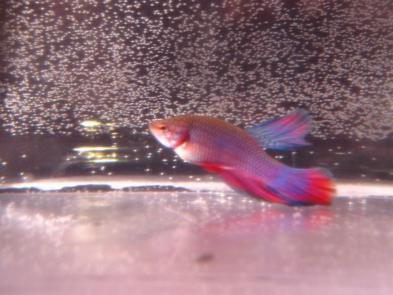 Fish575.jpg