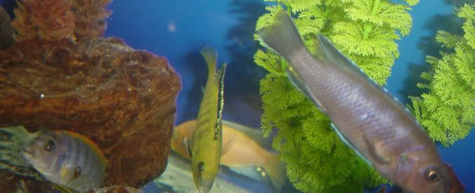 group_cichlids2.jpg