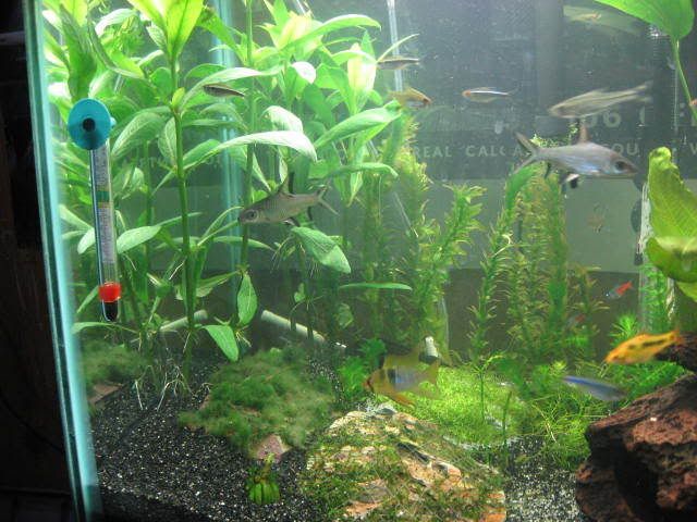 fish064.jpg