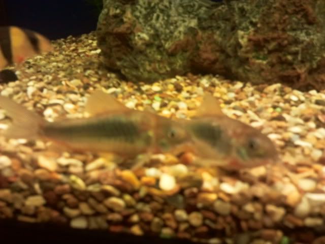Loach2-1.jpg