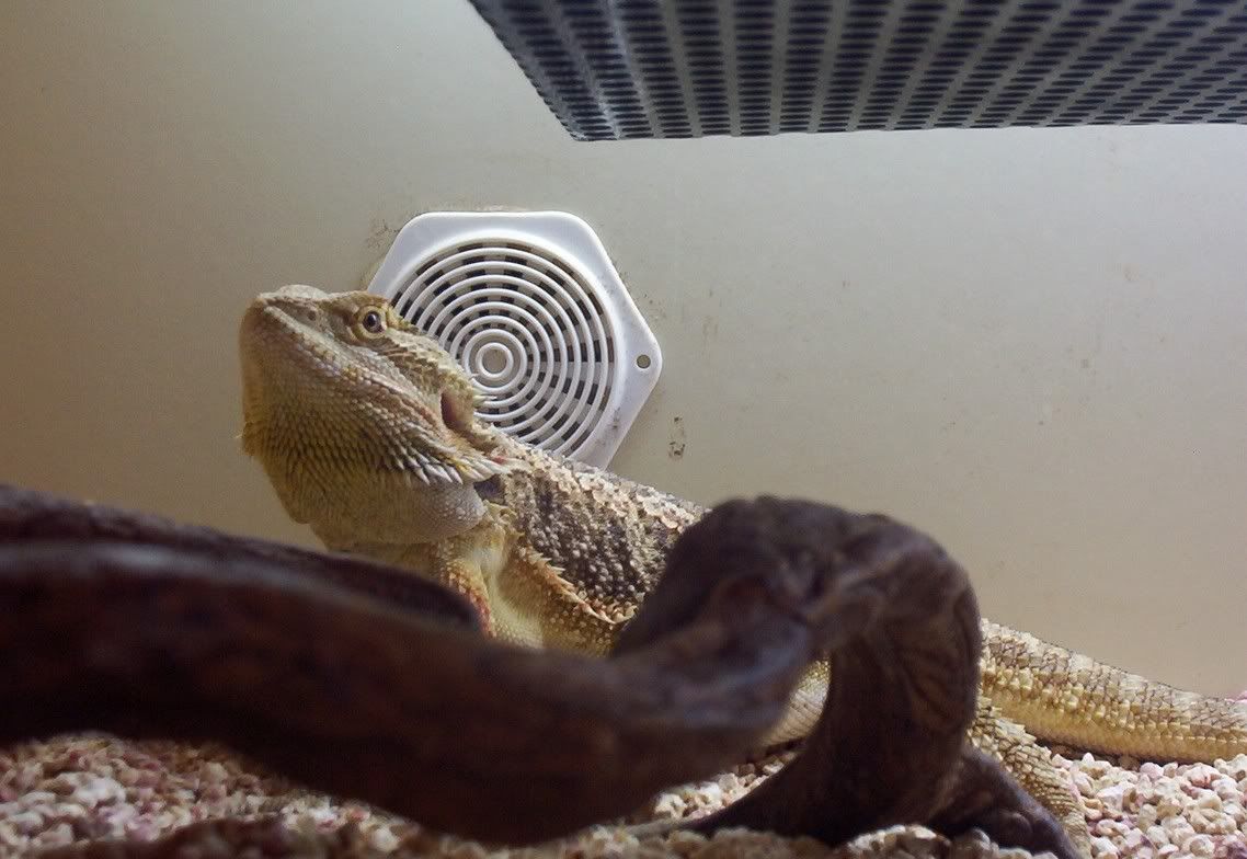 spike.jpg