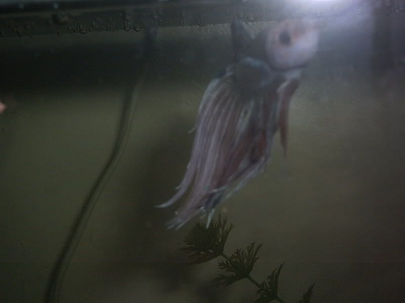 Digicamerapics023.jpg