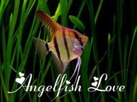 angelfish.jpg