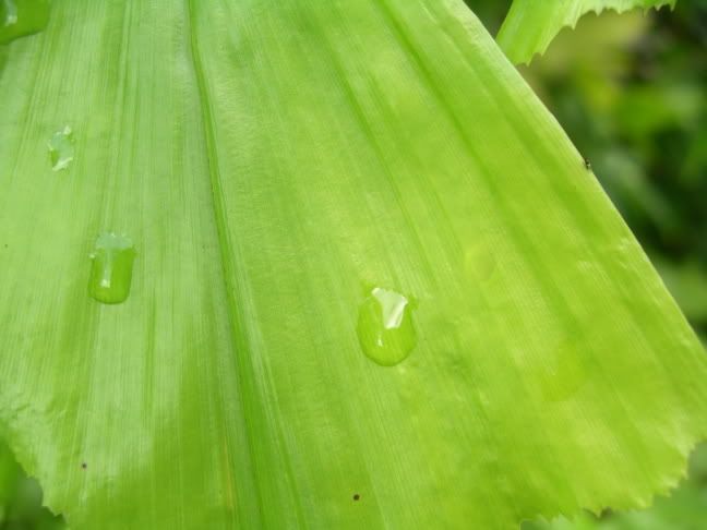 raindrops.jpg