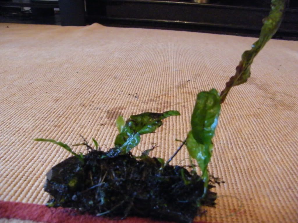 DSCF4894.jpg