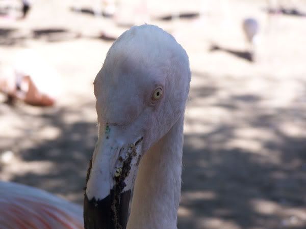 flamingo3.jpg