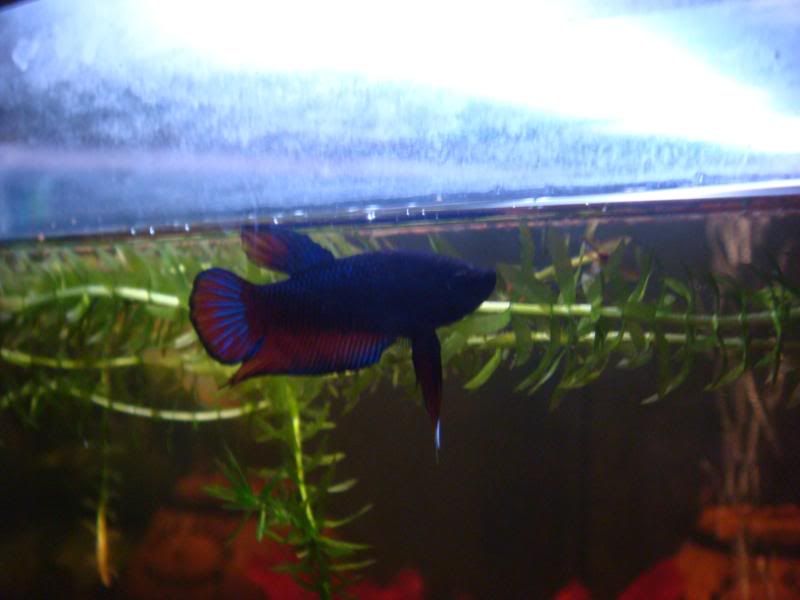 fish027.jpg