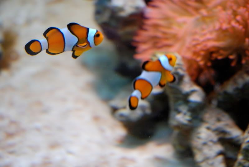 DSC_4918.jpg