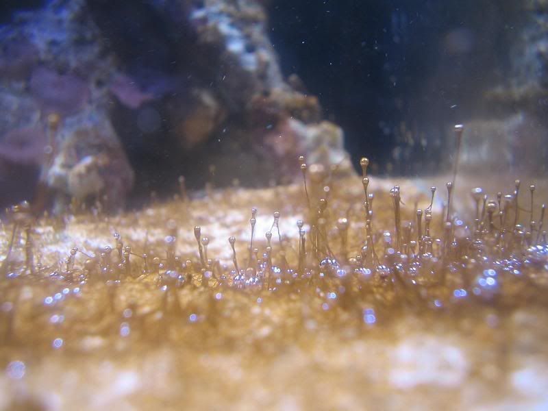 Fish0271.jpg