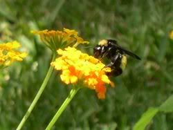 BumbleBee1.jpg