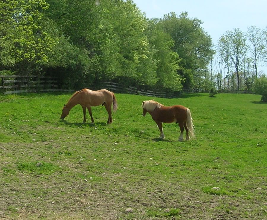 horses12034.jpg
