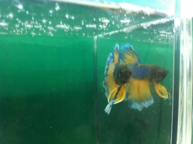 Betta2.jpg