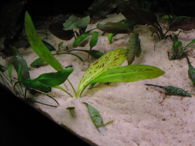 SNV10856.jpg