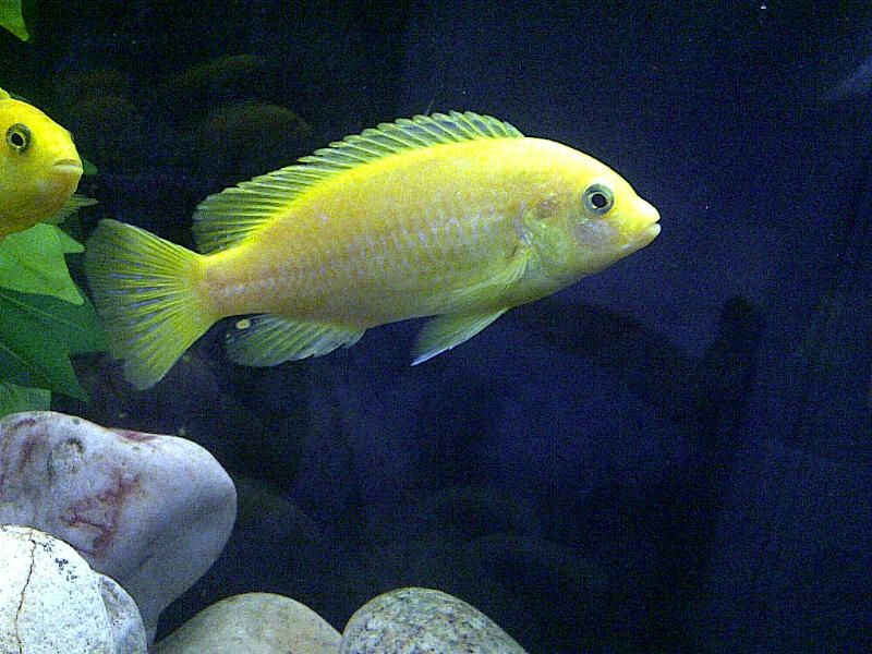 Female1.jpg