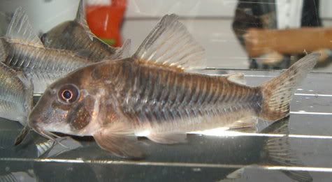 CorydorasSeptentrionalis3.jpg
