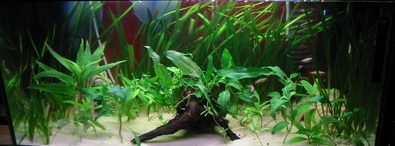 corymixtank.jpg