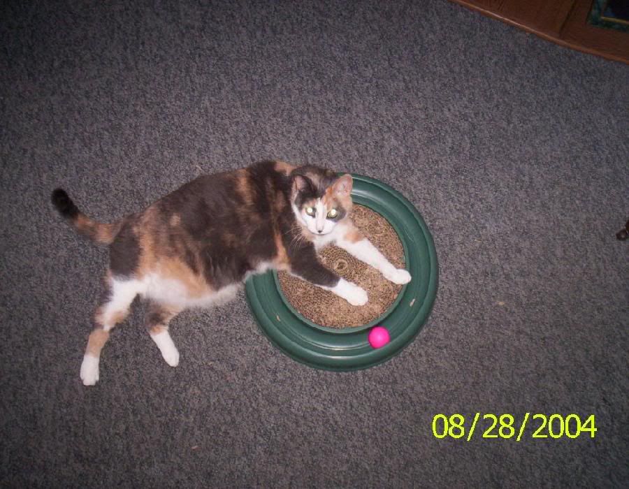 Molly3.jpg