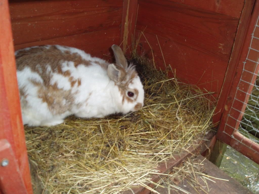 Bunny2.jpg