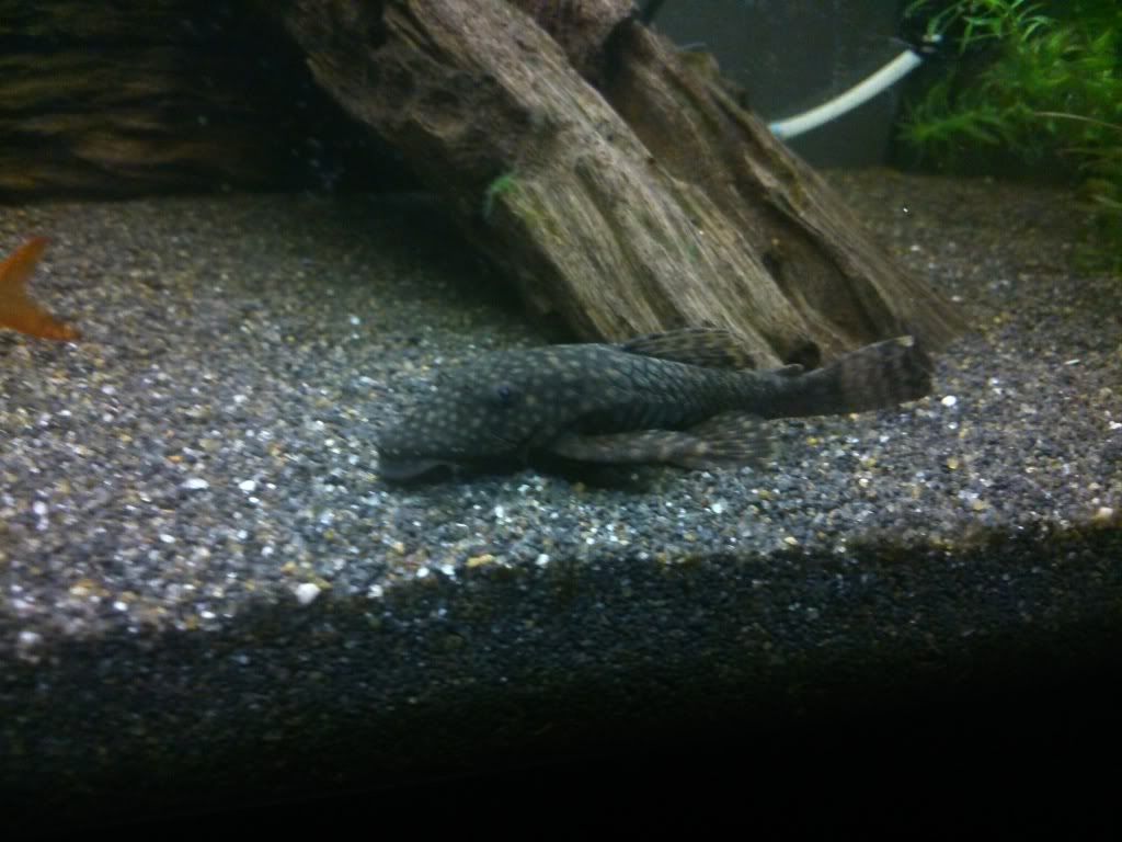 DSC_0021_zpsbd696af6.jpg